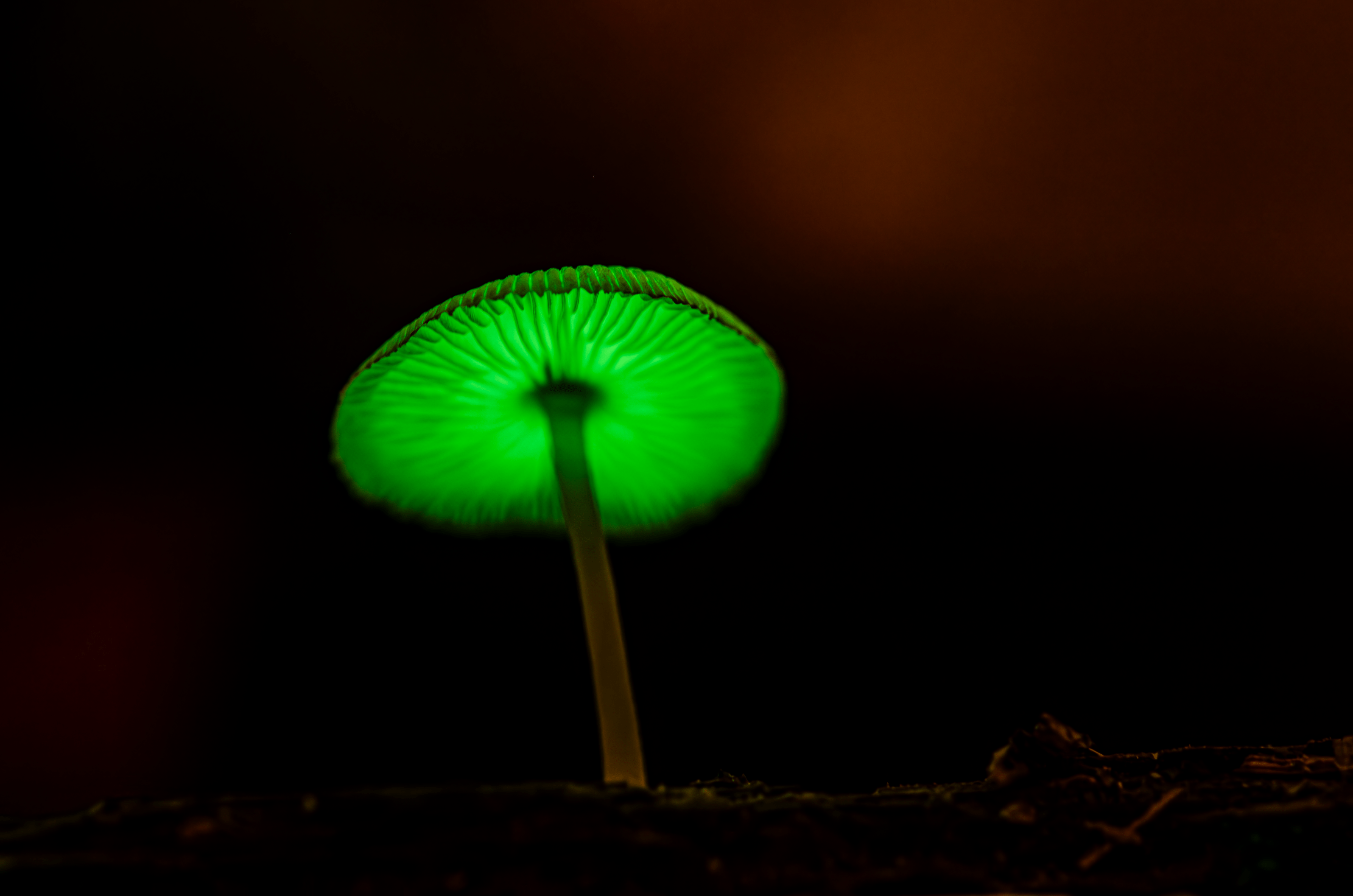 在臺灣森林裡發光的螢光小菇