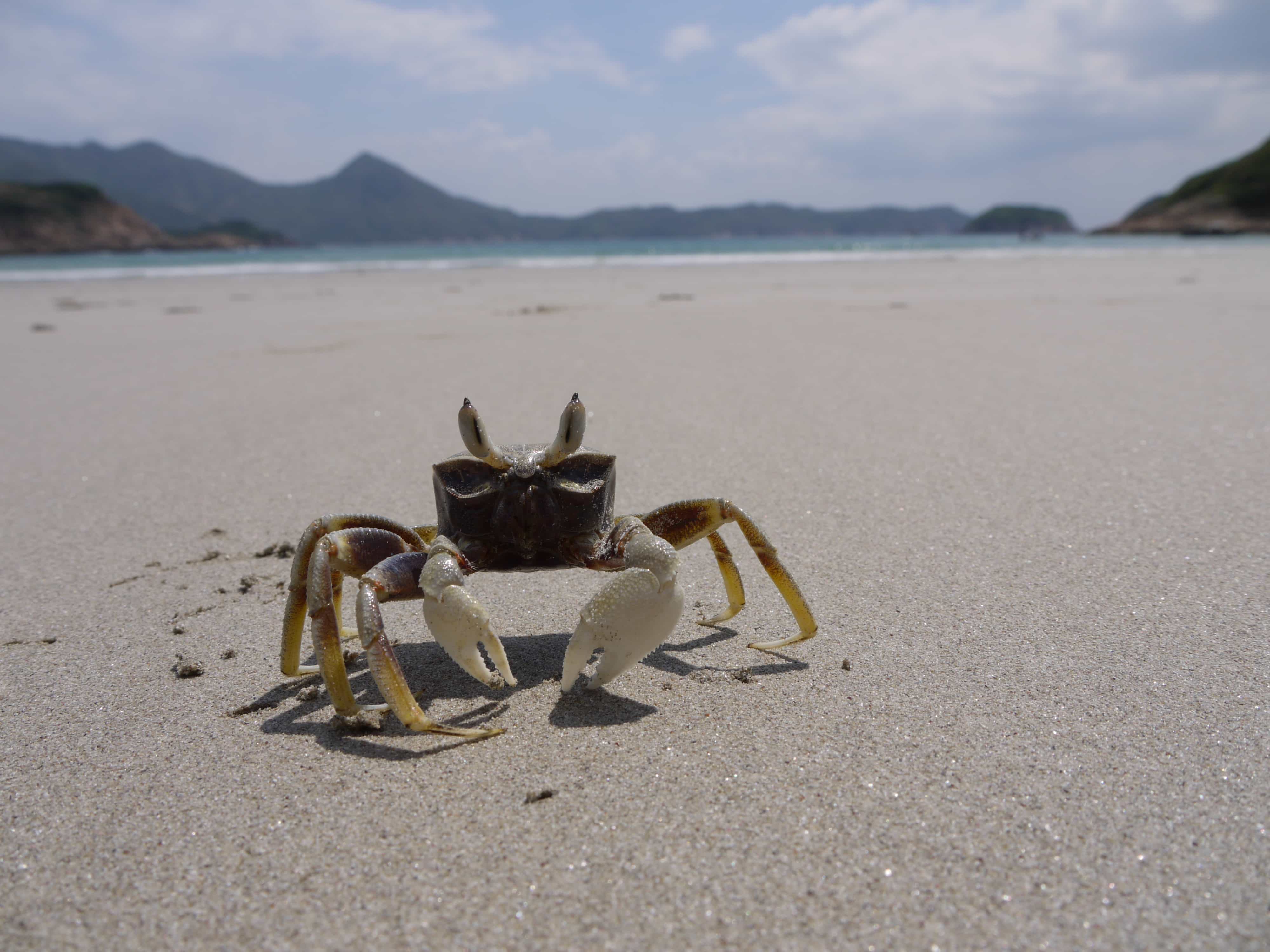 角眼沙蟹—沙灘中的飛毛腿