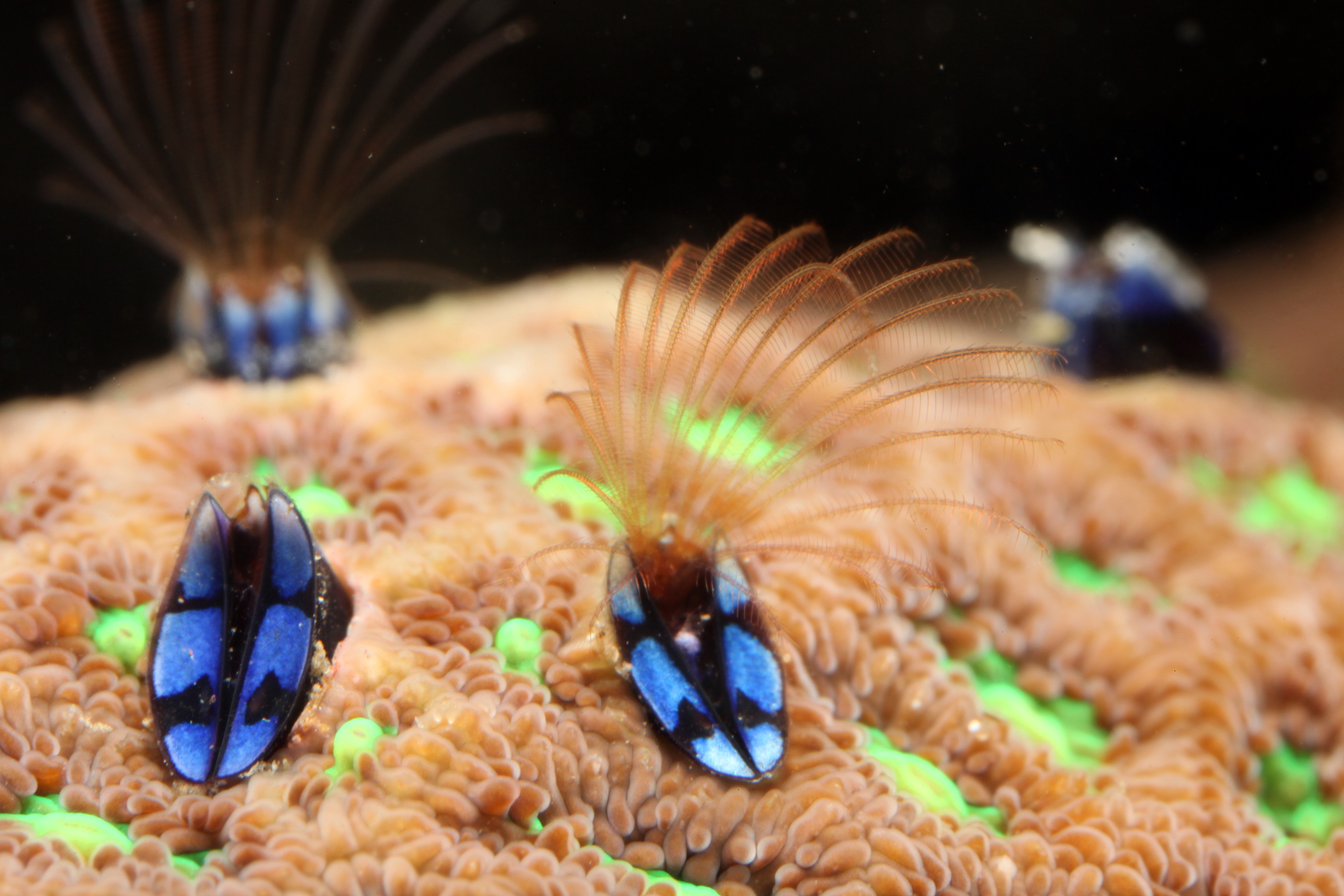 珊瑚中的阿凡達—珊瑚共生藤壺的演化