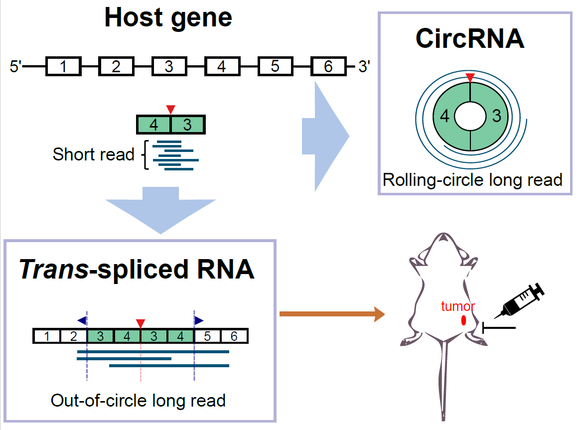 長讀取定序的魅力: 辨別分子間剪接與環狀RNA
